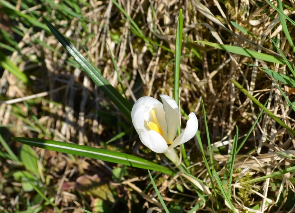 Crocus vernus  / Zafferano alpino